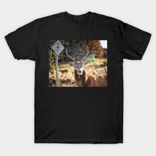 Stag at the Passing Place T-Shirt